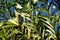 Beautiful striped leaves of the variegated Fishtail Palm tree