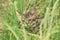 A beautiful striped playing and hunting kitten of unknown breed in the grass in the open air