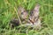 A beautiful striped playing and hunting kitten of unknown breed in the grass in the open air