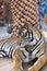Beautiful striped tiger