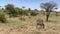 Beautiful striped zebras nibble grass and wag their tails in Tarangire National Park. The amazing nature of Tanzania.