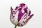 Beautiful stripped violet white tulip closeup