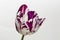 Beautiful stripped violet white tulip closeup