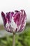 Beautiful stripped violet white tulip closeup