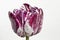 Beautiful stripped violet white tulip closeup