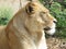 Beautiful, strong, graceful lioness walking in a zoo behind a thick protective glass.