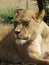 Beautiful, strong, graceful lioness walking in a zoo behind a thick protective glass.