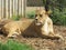 Beautiful, strong, graceful lioness walking in a zoo behind a thick protective glass.