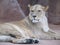 Beautiful, strong, graceful lioness walking in a zoo. behind a thick protective glass.