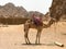 A beautiful strong hardy camel resting, grazing in the parking lot, halted with humps on hot yellow sand in the desert in Egypt ag