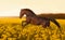 Beautiful strong horse galloping, jumping in a field of yellow flowers of against the sunset