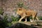 Beautiful strong lion against a brick wall under the sunlight