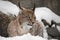 A beautiful and strong wildcat lynx sits quietly lying full face in the snow and looks at you laughing eyes