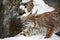 Beautiful and strong wildcat trot stretches all over while walking in the snow