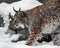 Beautiful and strong wildcat trot stretches all over while walking in the snow