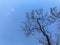 Beautiful structure of dried big tree with bright blue summer sky