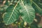 Beautiful structured tropical leaves background, Stylish toned eco-friendly