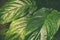 Beautiful structured tropical leaves background, Stylish toned eco-friendly