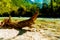 Beautiful structured wooden log on sandy river shore in summer mountain landscape