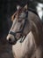 Beautiful stunning show jumping gelding horse with bridle and browband with beads in forest in autumn