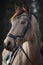 Beautiful stunning show jumping gelding horse with bridle and browband with beads in forest in autumn