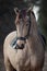 Beautiful stunning show jumping gelding horse with bridle and browband with beads in forest in autumn