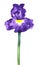 Beautiful stylized blue German bearded iris  flower