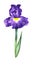 Beautiful stylized blue German bearded iris  flower