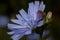 Beautiful succory flower is growing on a spring meadow. Close up