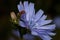 Beautiful succory flower is growing on a spring meadow. Close up