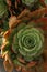 Beautiful succulent Echeveria rose.