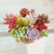 Beautiful succulent echeveria, sedum, pachyphytum and graptoveria flowers plants, mini garden in white pot