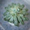 Beautiful succulent echeveria in a stylish flowerpot on an abstract background