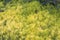 Beautiful succulent groundcover Sedum reflexum