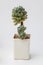Beautiful Succulent houseplant Echeveria setosa var. setosa in pot on white background