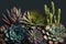 Beautiful succulent plant and cactus close up poster. Realistic composition.