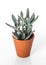 Beautiful succulent plant in clay pot