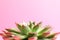 Beautiful succulent plant on color background