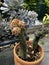 Beautiful succulent plant Crassula pyramidalis Buddha\'s Temple growing in pot