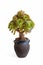 Beautiful succulent plant in pot isolated