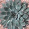 Beautiful succulent plant on stone background