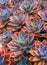 Beautiful succulent plants, echeveria succulents