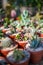 Beautiful succulent plants in pots