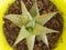 Beautiful succulent in potted in a green planter top view isolated with copy and text space closeup