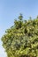 Beautiful succulent tree with limes growing on it against the blue sky