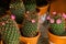 Beautiful succulents in pots. Blooming cactus closeup