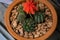 Beautiful succulents in pots. Blooming cactus closeup