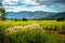 Beautiful Sugar Cane Farm with Reed Blooming