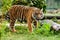 Beautiful Sumatran Tiger Growling in Greenery