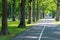 Beautiful summer alley in park with old trees